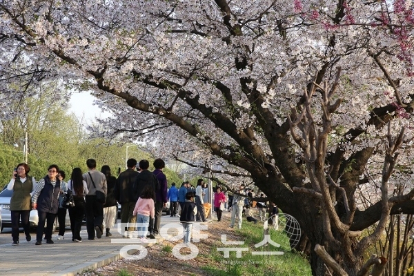[충북=동양뉴스] 주말인 6일 청주 무심천에서 시민들이 벚꽃을 구경하고 있다. (사진=오효진 기자)