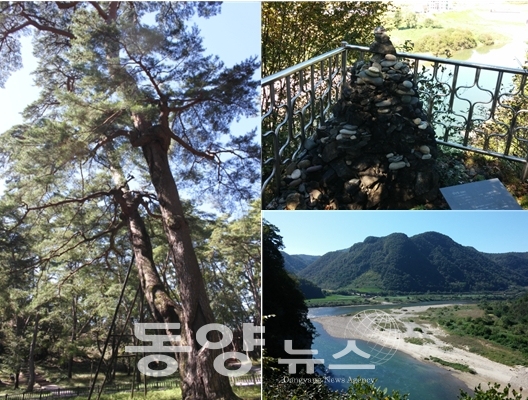 청령포에 있는 관음송과 돌탑, 노산대에서 바라본 서강의 모습(사진=서인경 기자)
