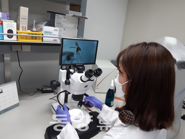 대전서 올해 첫 일본뇌염매개‘작은빨간집모기’발견(사진=대전시 제공)