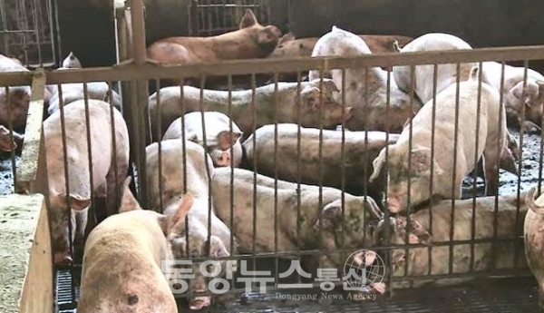 정부, 아프리카 돼지 열병 차단 광역울타리 세운다(사진=온라인 커뮤니티)