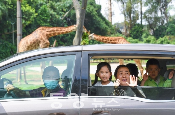 관광객들이 지난해 7월 8일 광둥(廣東)성 광저우(廣州)시 창룽(長隆)야생동물세계 자가운전 관람구역에서 아프리카 초원 동물을 근거리에서 관찰하고 있다.