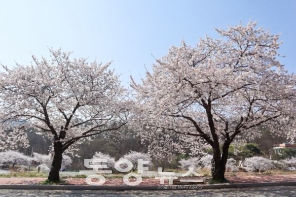 아산시가 ‘아트밸리 아산 제2회 아산온천 벚꽃축제’를 오는 3월 30일, 31일 2일간 아산스파비스 일원에서 개최한다. (사진=아산시 제공)