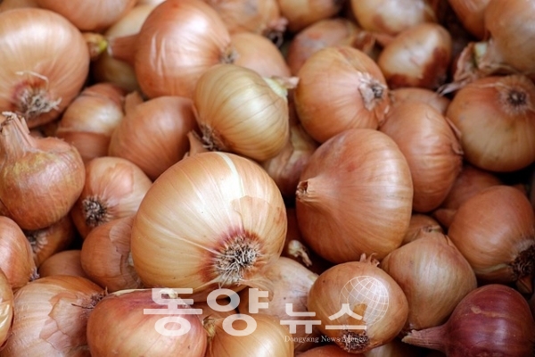 농식품부, 국내산 햇양파 수출 촉진…양파시장 안정화 도모
